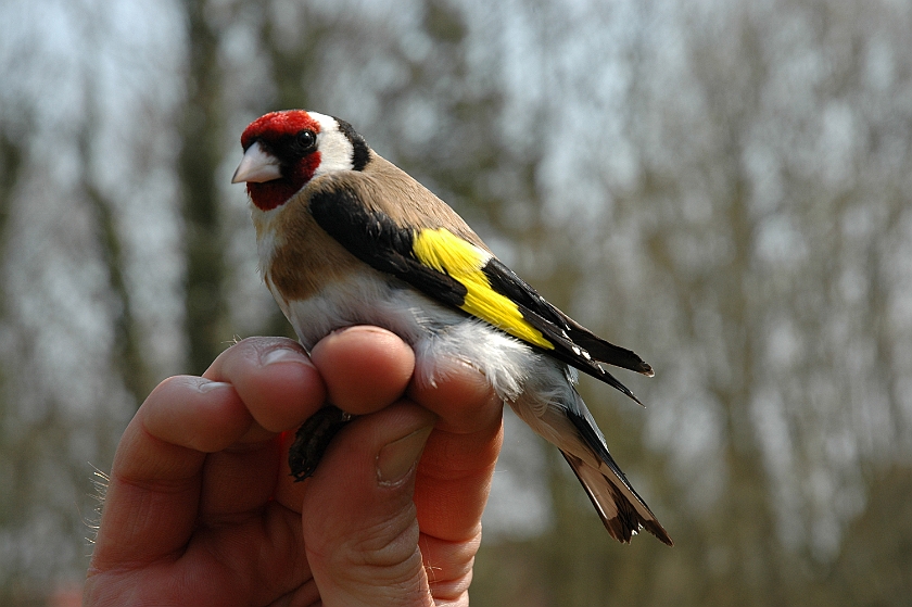 European Goldfinch, Digrans 20060506